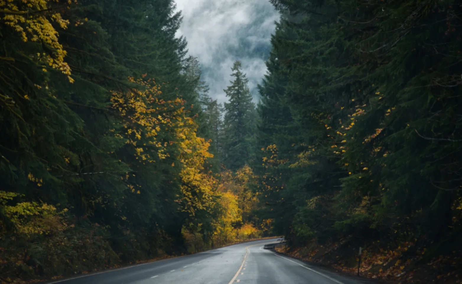Forest Road Landscape Forest Road Landscape