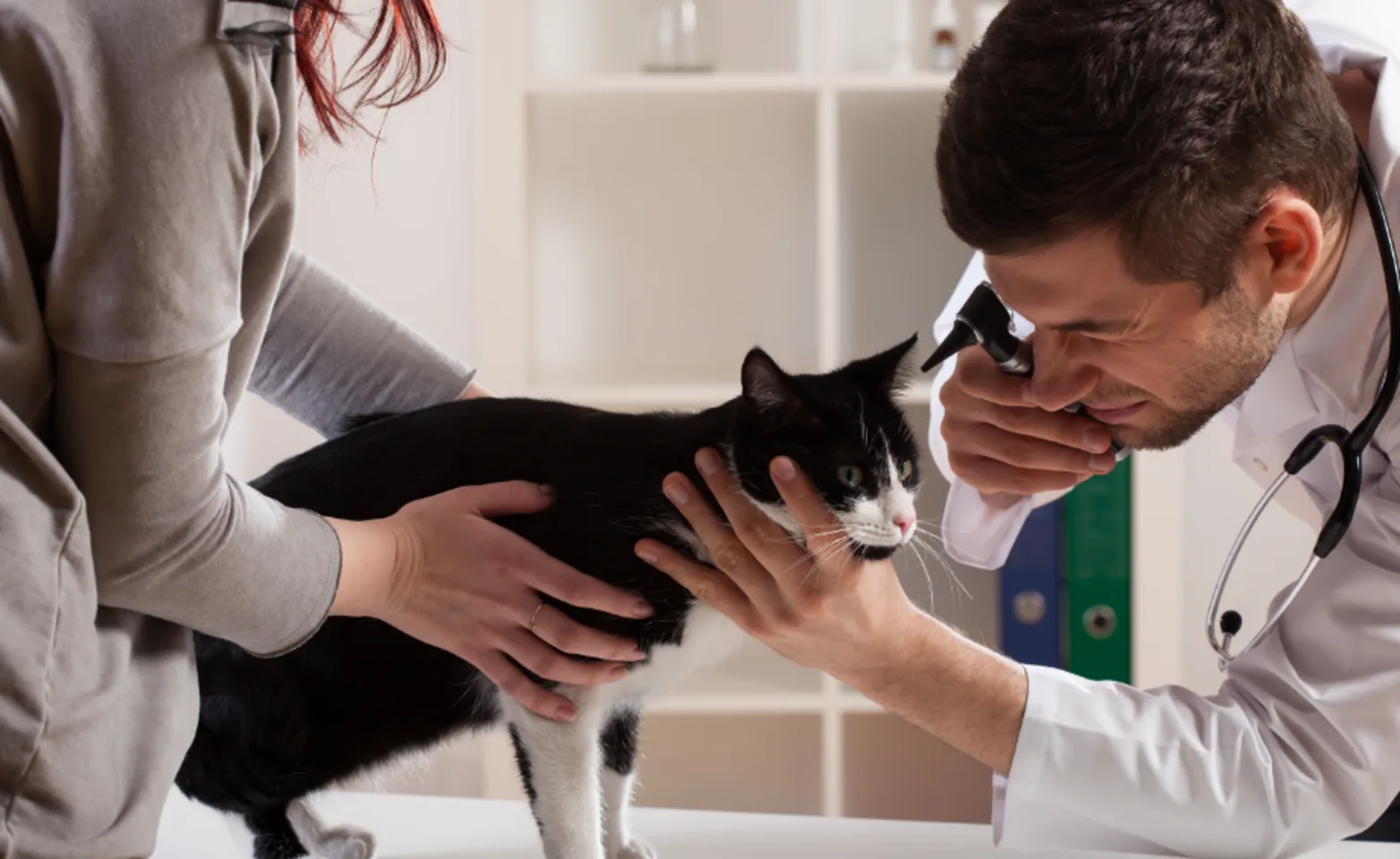 Cat and its owner at a wellness check-up with a veterinary Cat and its owner at a wellness check-up with a veterinary
