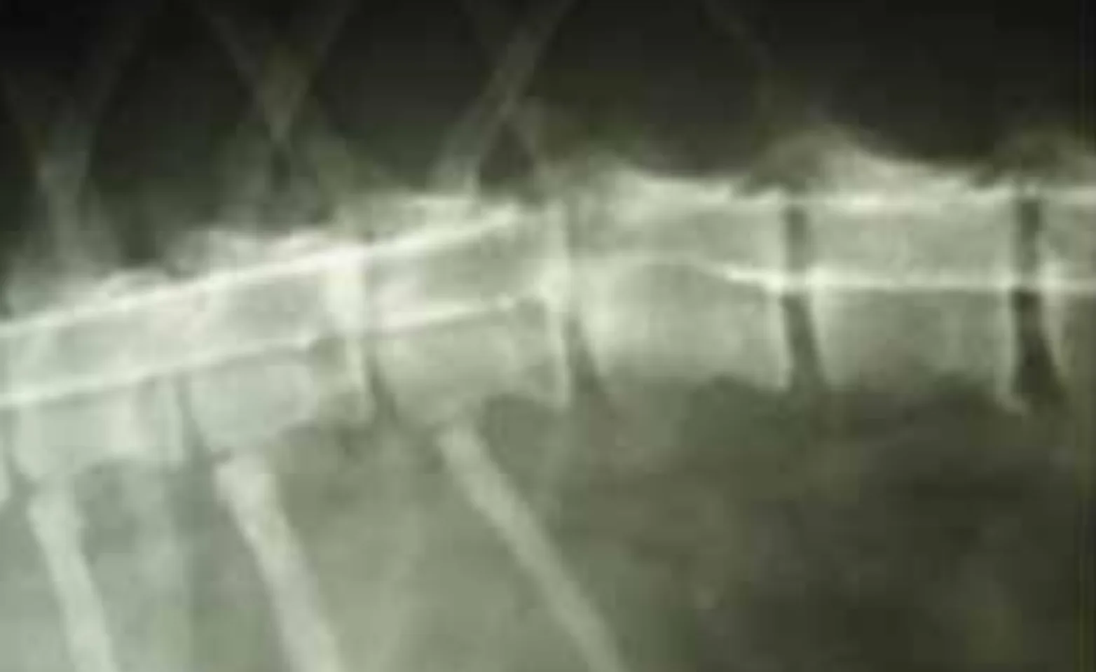 X-Ray image portraying animal spinal cord. X-Ray image portraying animal spinal cord.