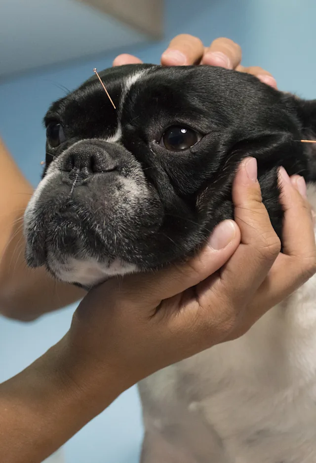 Dog getting acupuncture Dog getting acupuncture