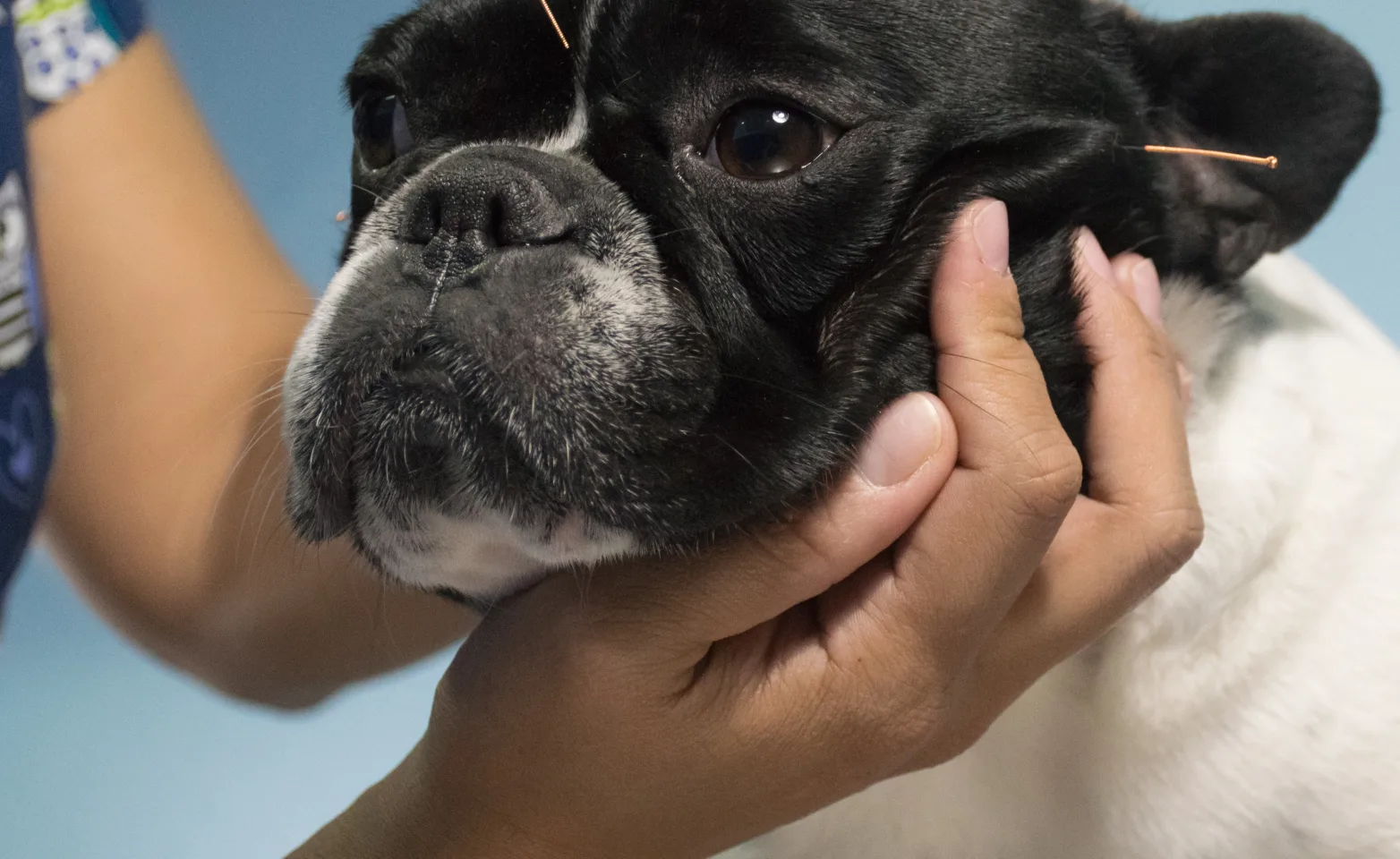 Dog getting acupuncture