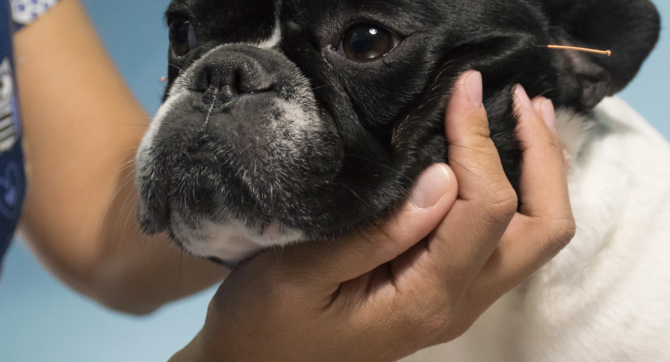 Dog getting acupuncture Dog getting acupuncture