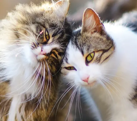 Cats on wall outside in grass