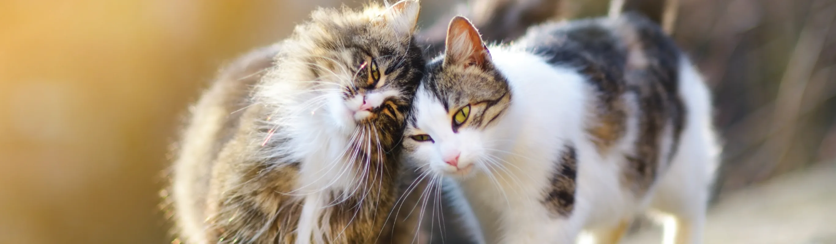 Cats on wall outside in grass