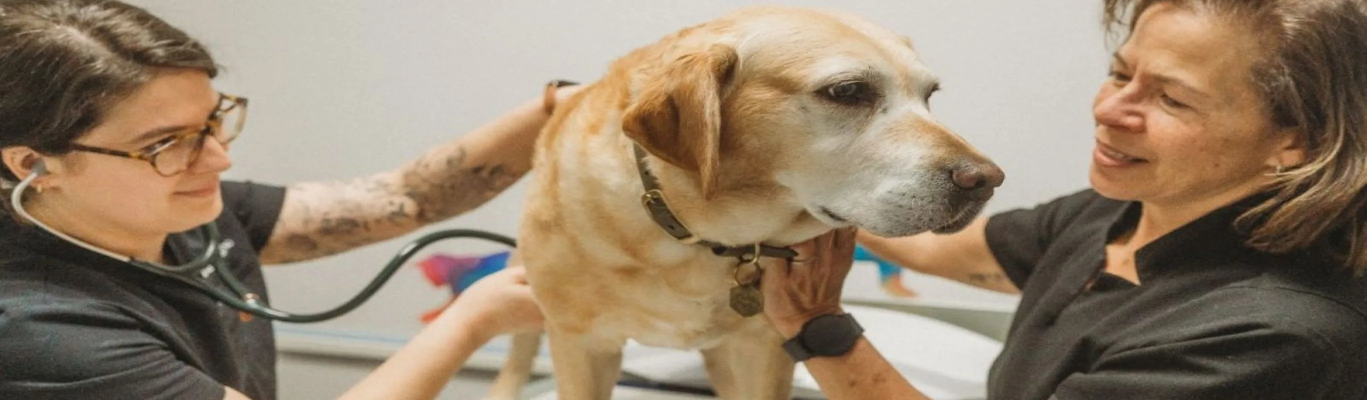 Dog being examined by veterinarian Dog being examined by veterinarian
