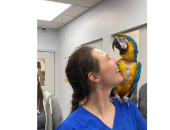 A support staff member of Valley Veterinary Hospital posing with a parrot A support staff member of Valley Veterinary Hospital posing with a parrot