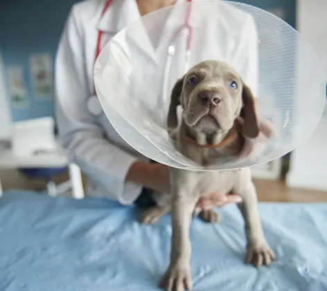Gray Dog Wearing a Cone with Veterinarian Gray Dog Wearing a Cone with Veterinarian