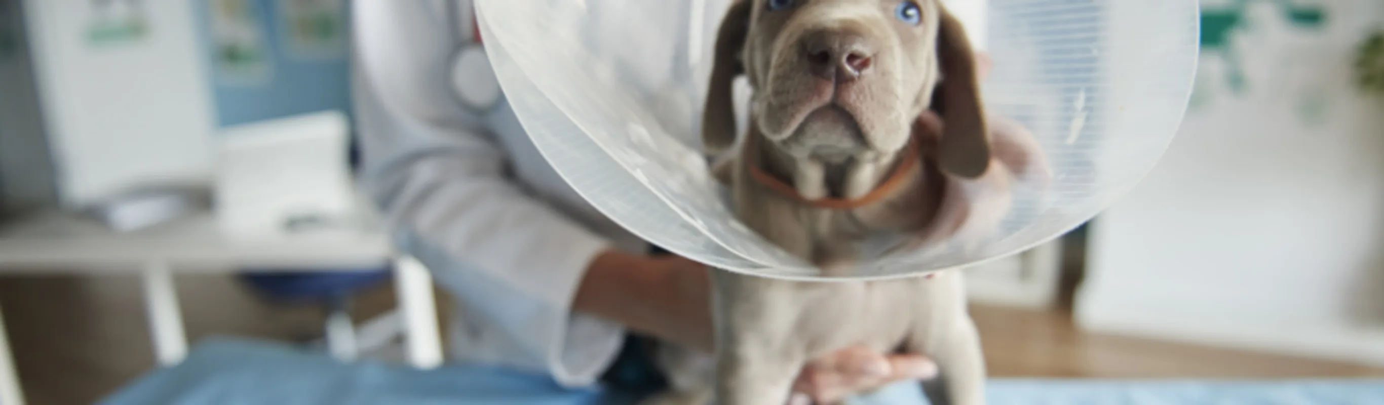 Gray Dog Wearing a Cone with Veterinarian Gray Dog Wearing a Cone with Veterinarian