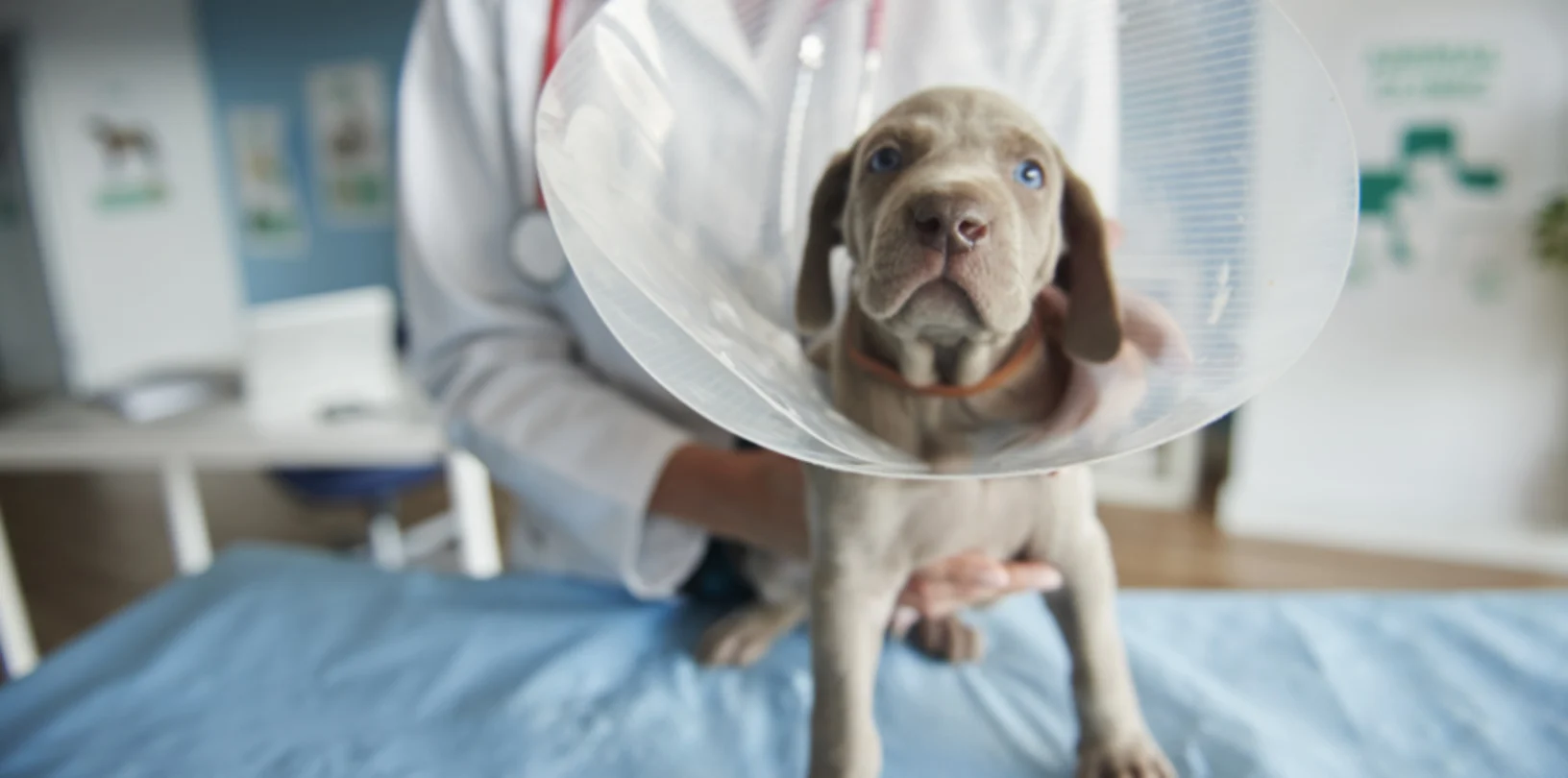Gray Dog Wearing a Cone with Veterinarian Gray Dog Wearing a Cone with Veterinarian