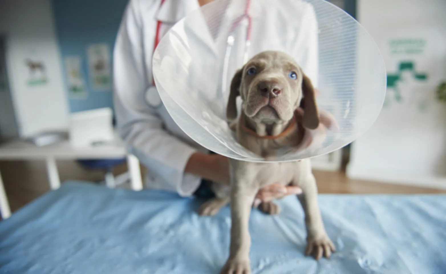 Gray Dog Wearing a Cone with Veterinarian