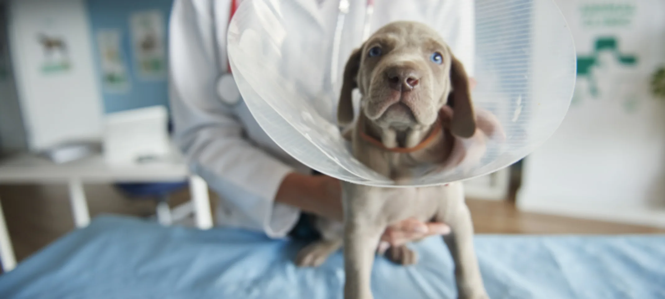 Gray Dog Wearing a Cone with Veterinarian Gray Dog Wearing a Cone with Veterinarian
