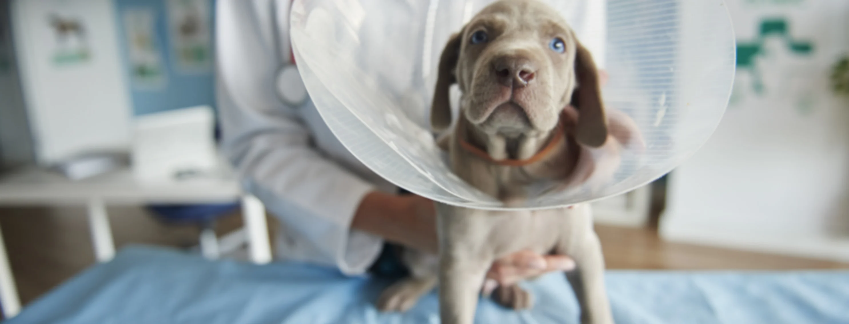 Gray Dog Wearing a Cone with Veterinarian Gray Dog Wearing a Cone with Veterinarian