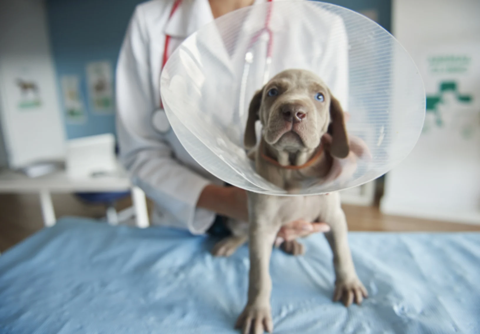 Gray Dog Wearing a Cone with Veterinarian Gray Dog Wearing a Cone with Veterinarian