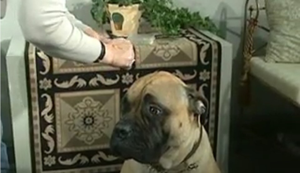 A person giving a dog a pill