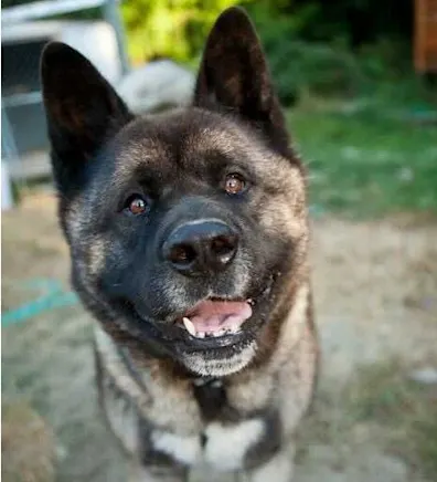 Ottessa, LVT Ottessa, LVT