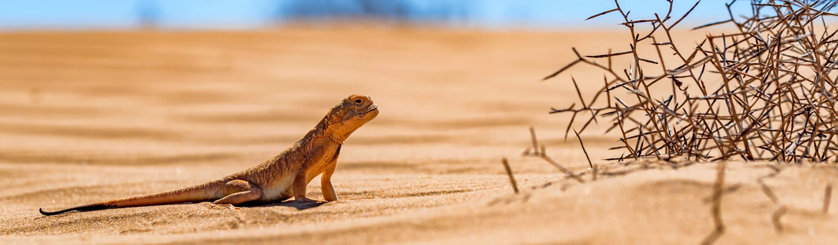 lizard in the sand