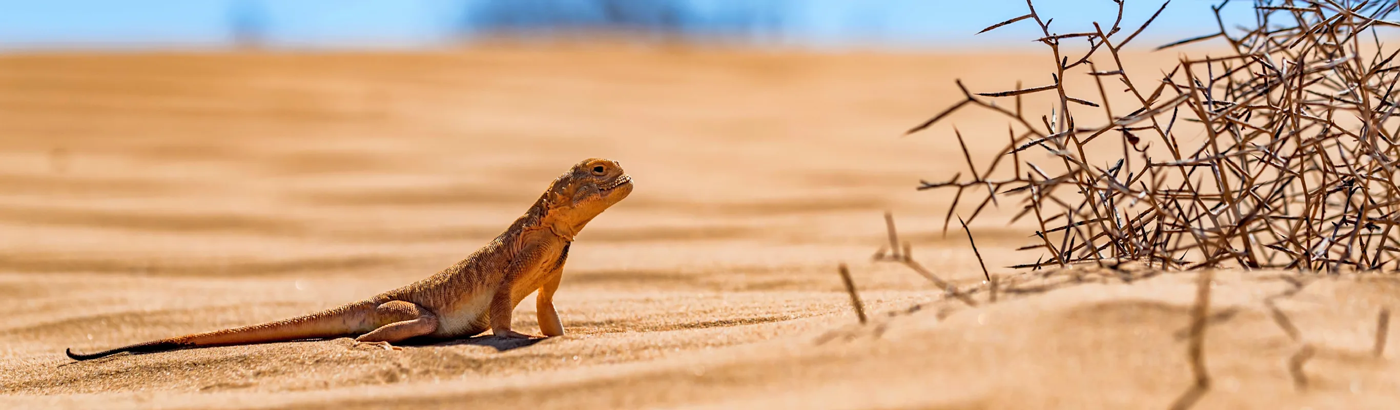 lizard in the sand lizard in the sand