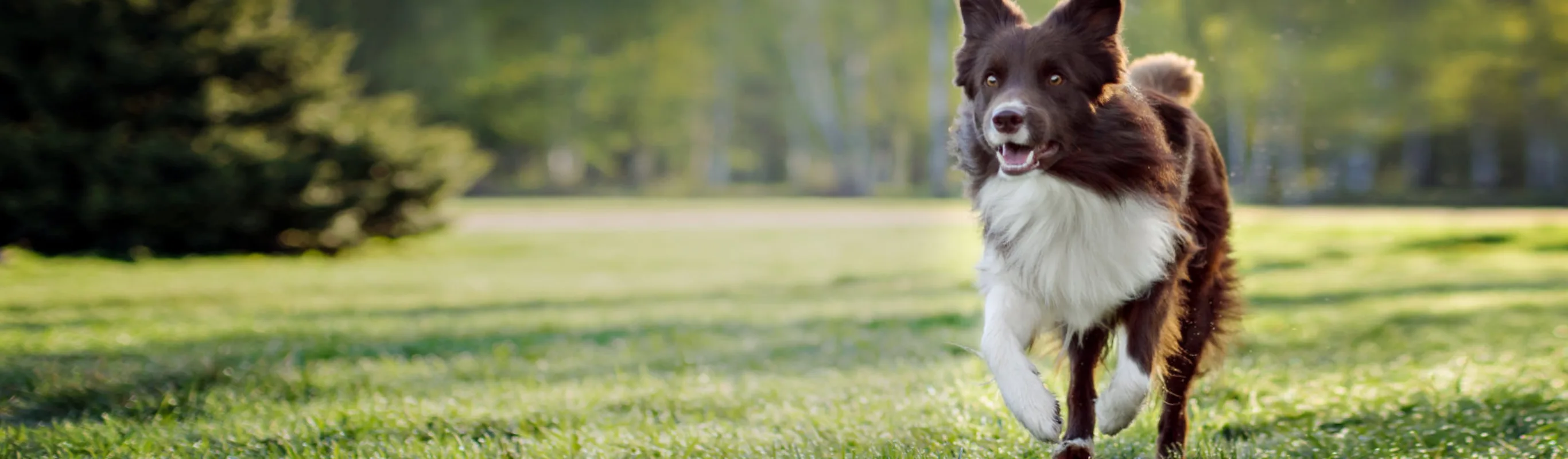 Border Collie (Dog) Running Through a Grassy Field Border Collie (Dog) Running Through a Grassy Field