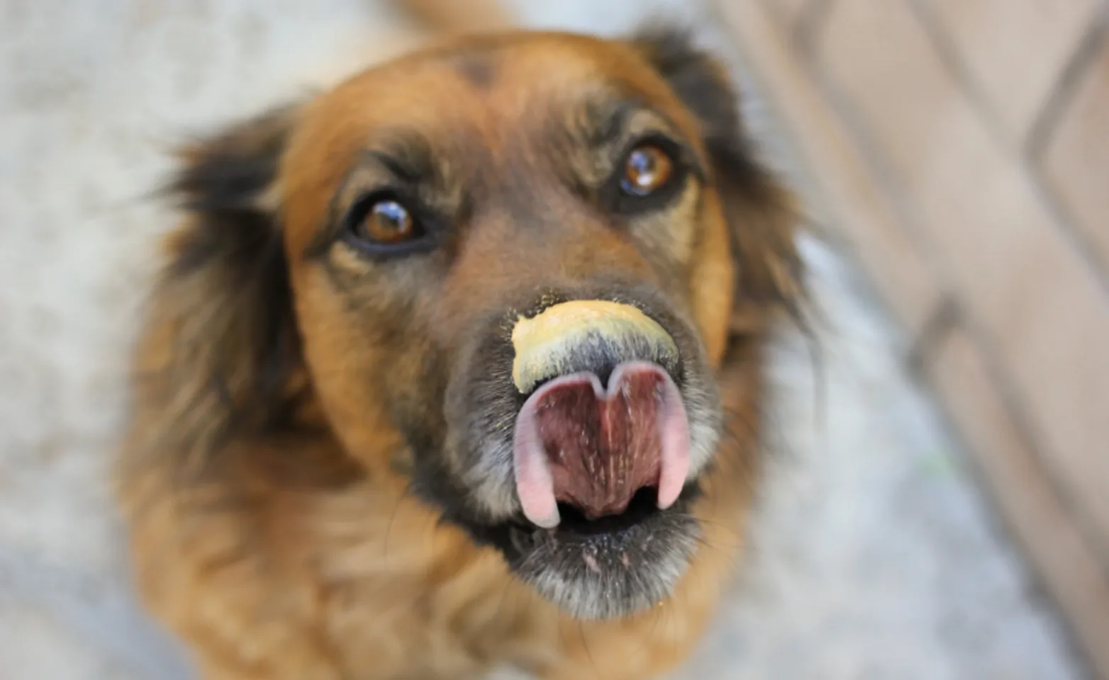 Dog Licking Peanut Butter on its Nose Dog Licking Peanut Butter on its Nose