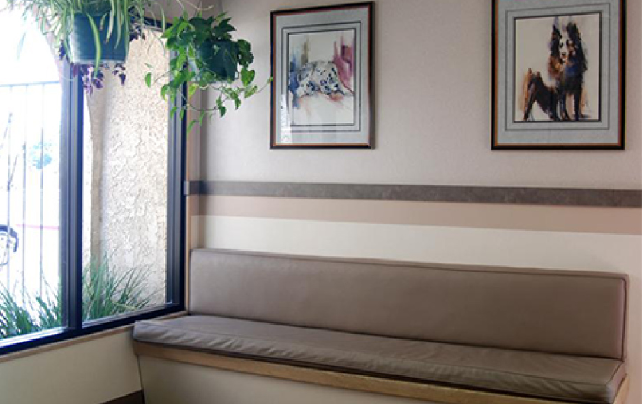  Canine Waiting Area at Rainbow Animal Hospital