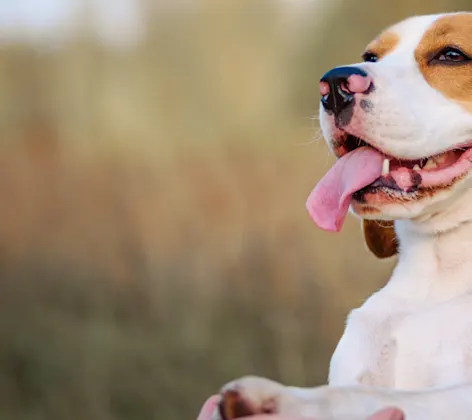 A beagle in a field giving its paw to a human A beagle in a field giving its paw to a human