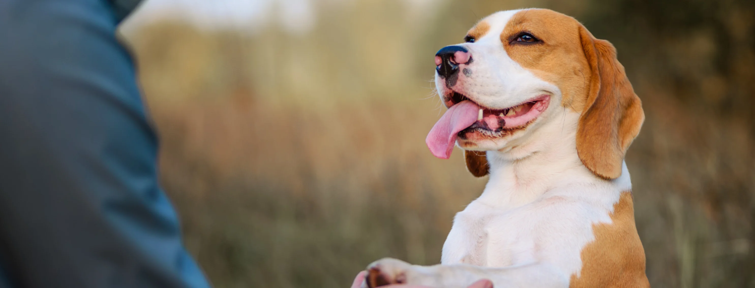 A beagle in a field giving its paw to a human A beagle in a field giving its paw to a human