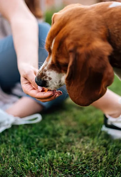 woman feeding dog woman feeding dog