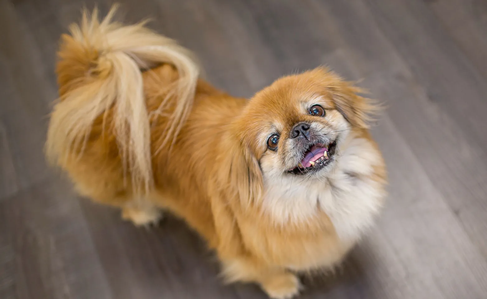 Little Smiling Dog at Ruskin Animal Hospital Little Smiling Dog at Ruskin Animal Hospital
