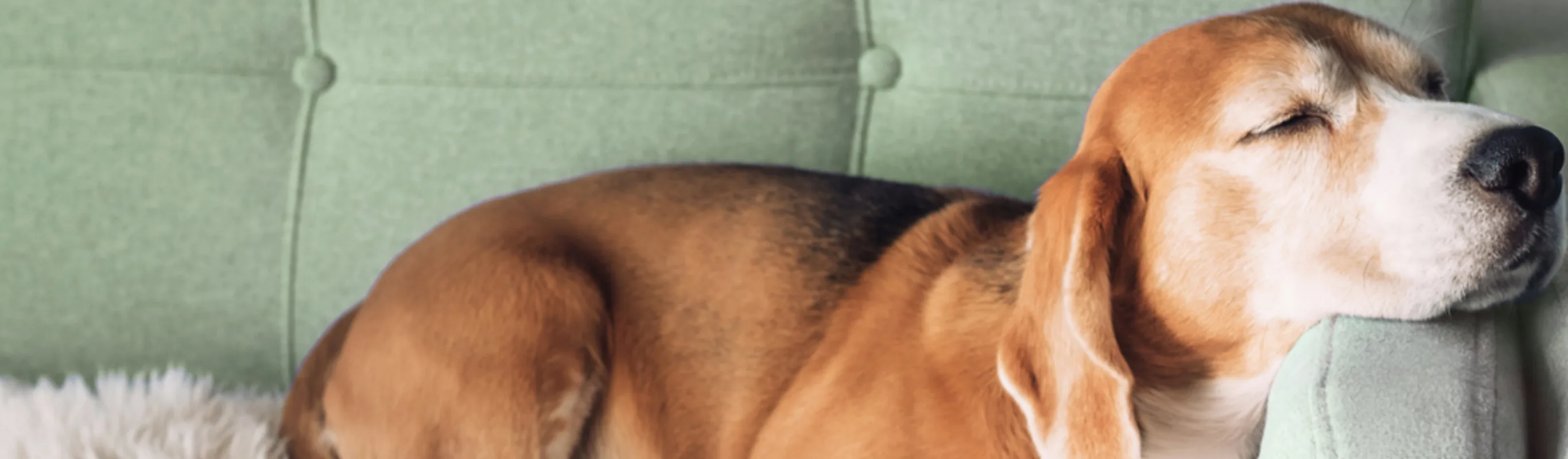 Beagle Napping on a Green Couch