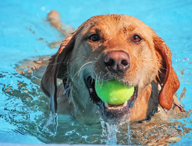 Dog swimming with holding a tennis ball Dog swimming with holding a tennis ball