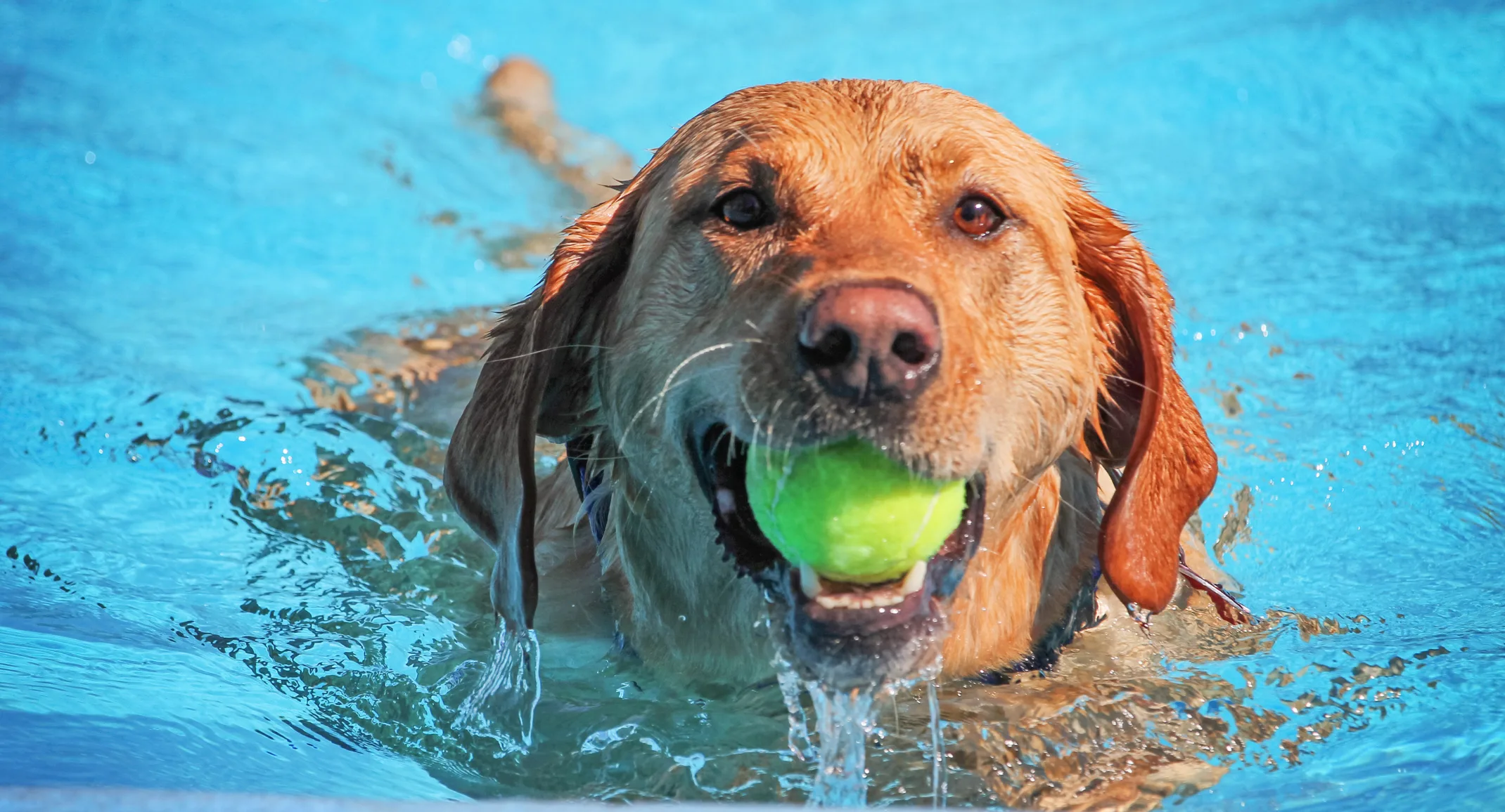 Dog swimming with holding a tennis ball Dog swimming with holding a tennis ball