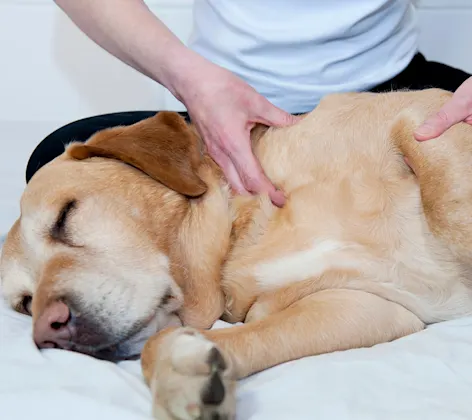 Dog arm Therapy Dog arm Therapy