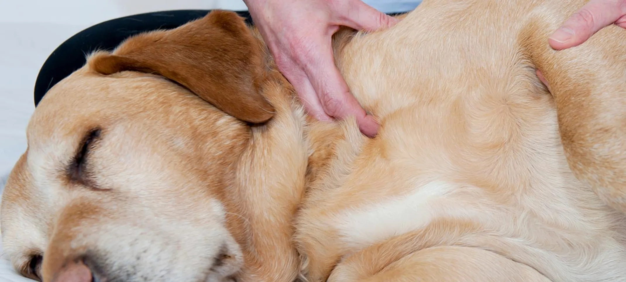 Dog arm Therapy Dog arm Therapy