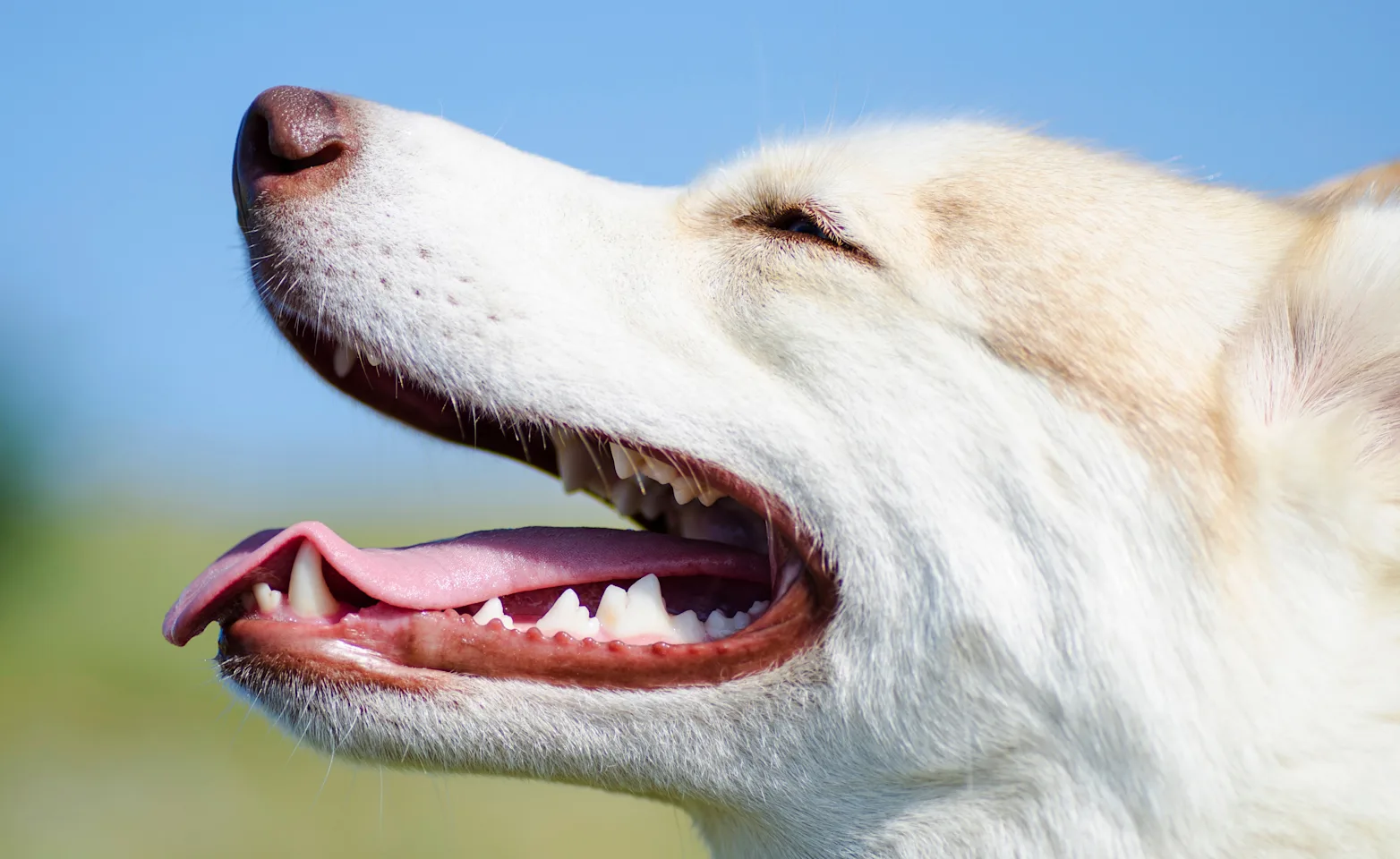 White dog looking up at the blue sky White dog looking up at the blue sky