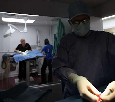 Veterinarians preforming surgery at The Animalife Veterinary Center Veterinarians preforming surgery at The Animalife Veterinary Center
