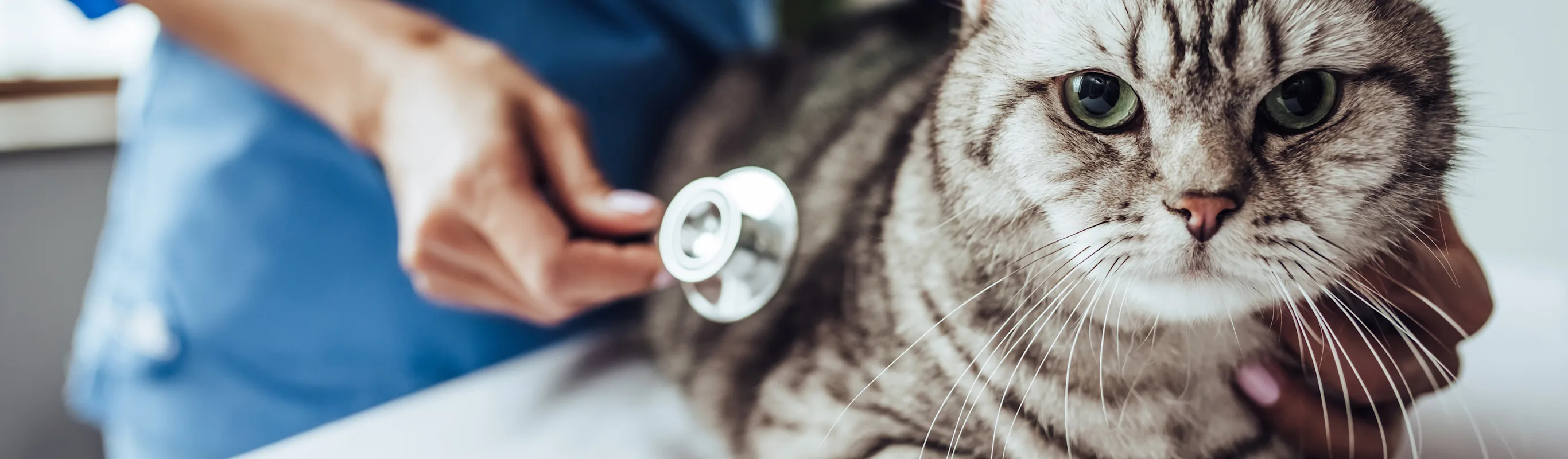 Cat being examined by a veterinarian Cat being examined by a veterinarian