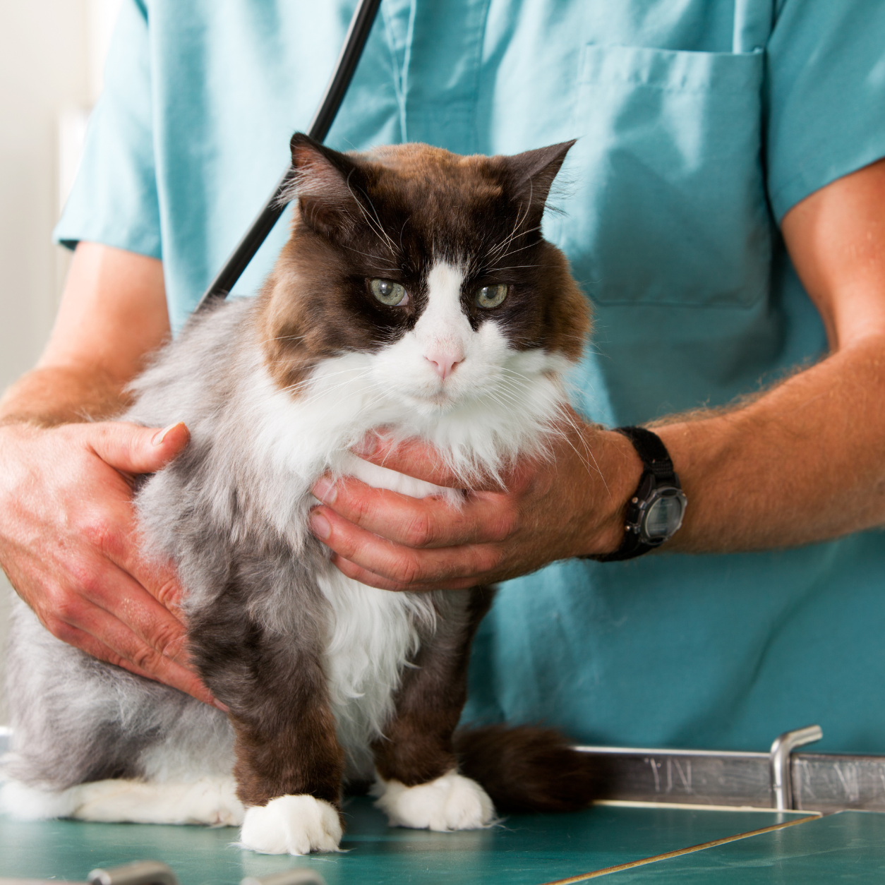 Cat on an exam table with a veterinarian
