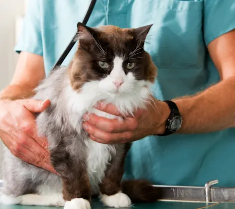 Cat on an exam table with a veterinarian Cat on an exam table with a veterinarian