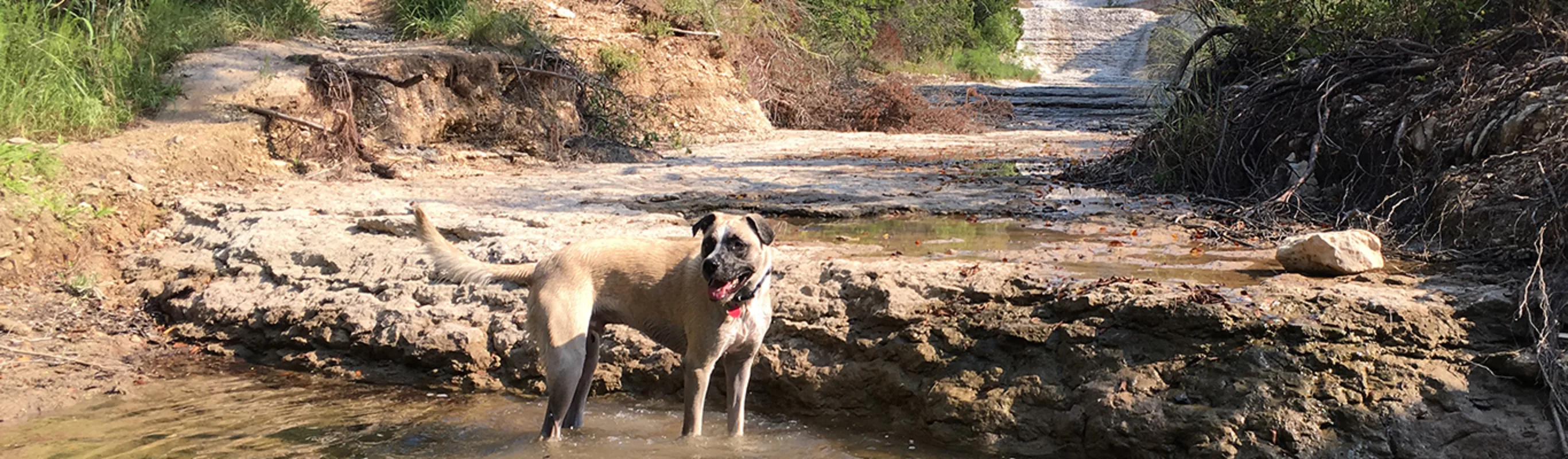 Dog standing in a creek