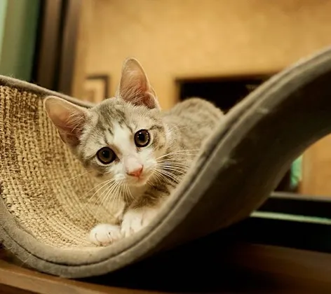 Cat boarding Cat boarding