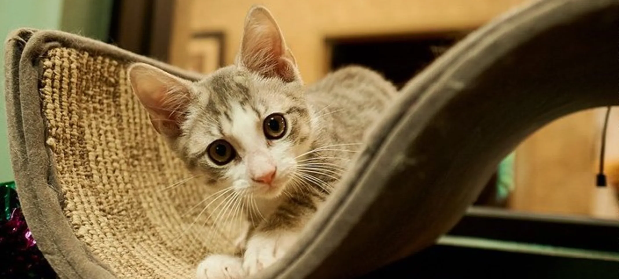 Cat boarding Cat boarding