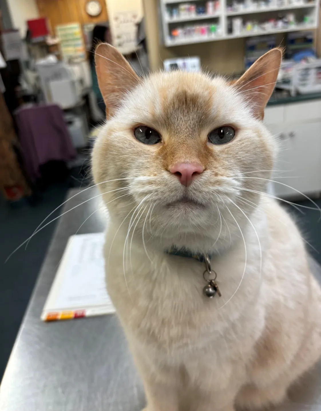 Handsome Handsome