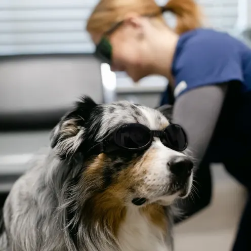Australian Shepherd receiving laser therapy treatment at All Pet Complex Veterinary Hospital.