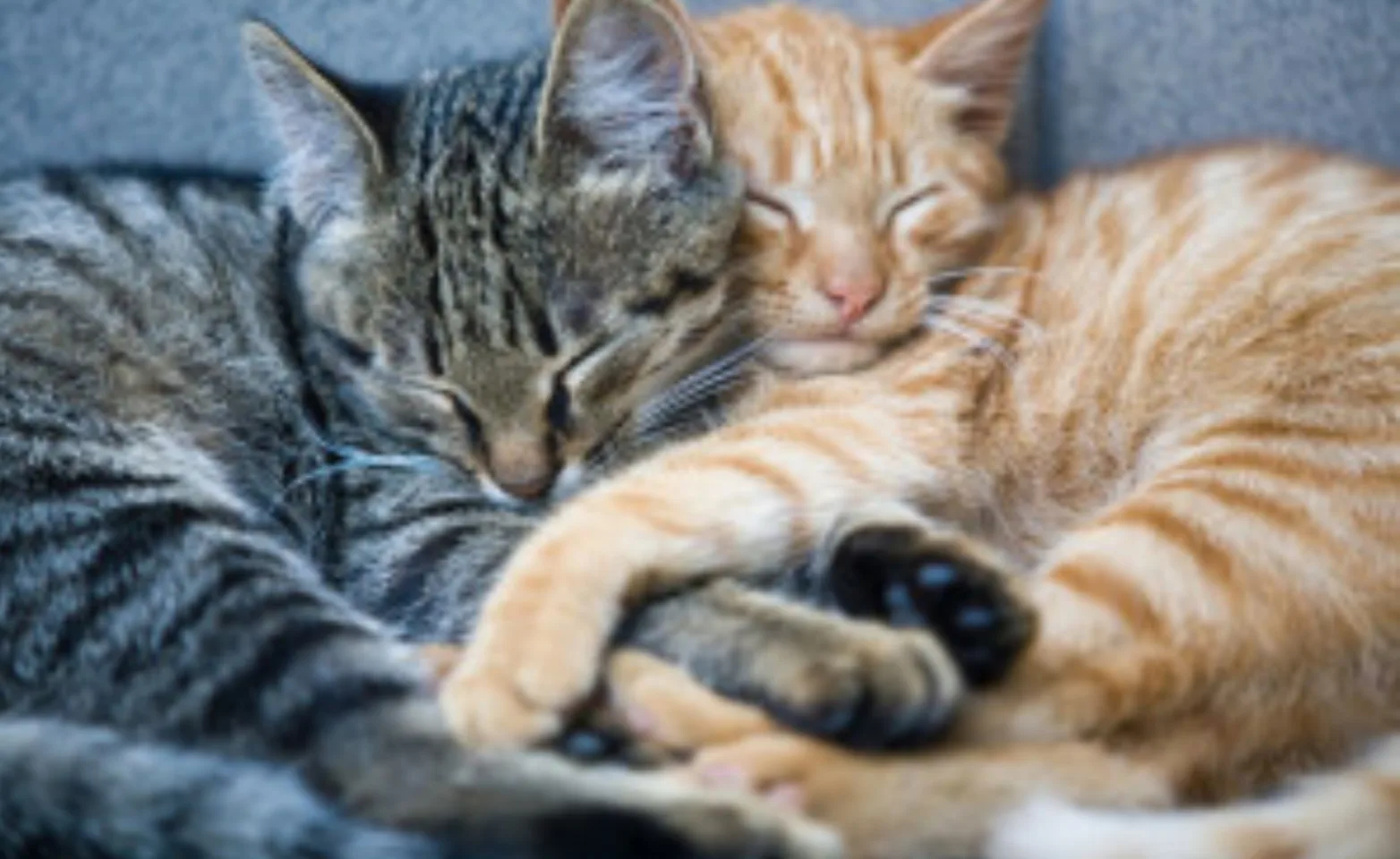 Gray and Orange Cat Snuggling Together