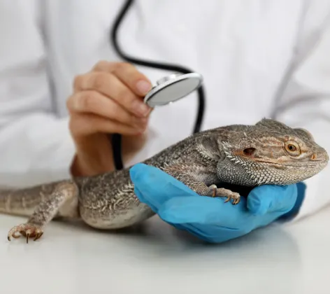 Doctor checking up on lizard