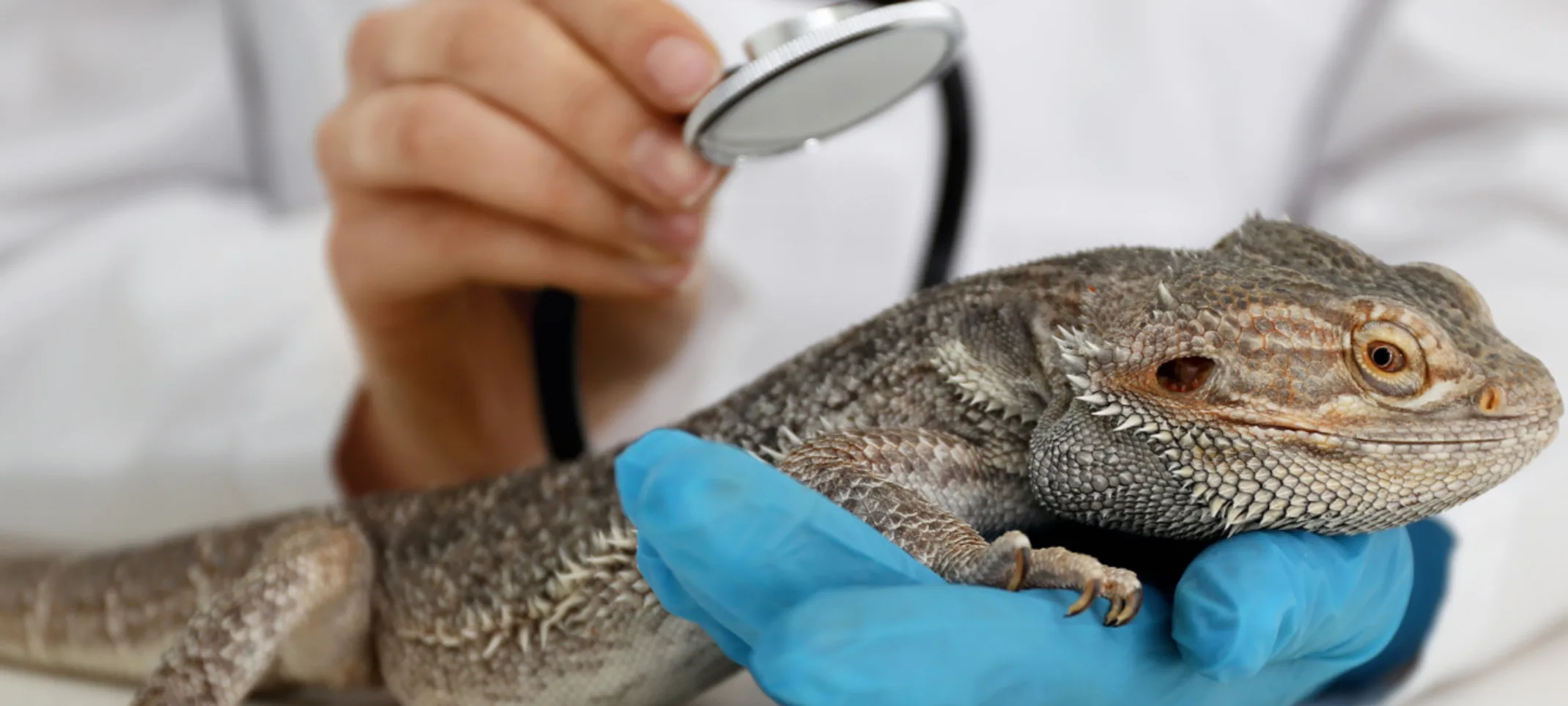 Doctor checking up on lizard