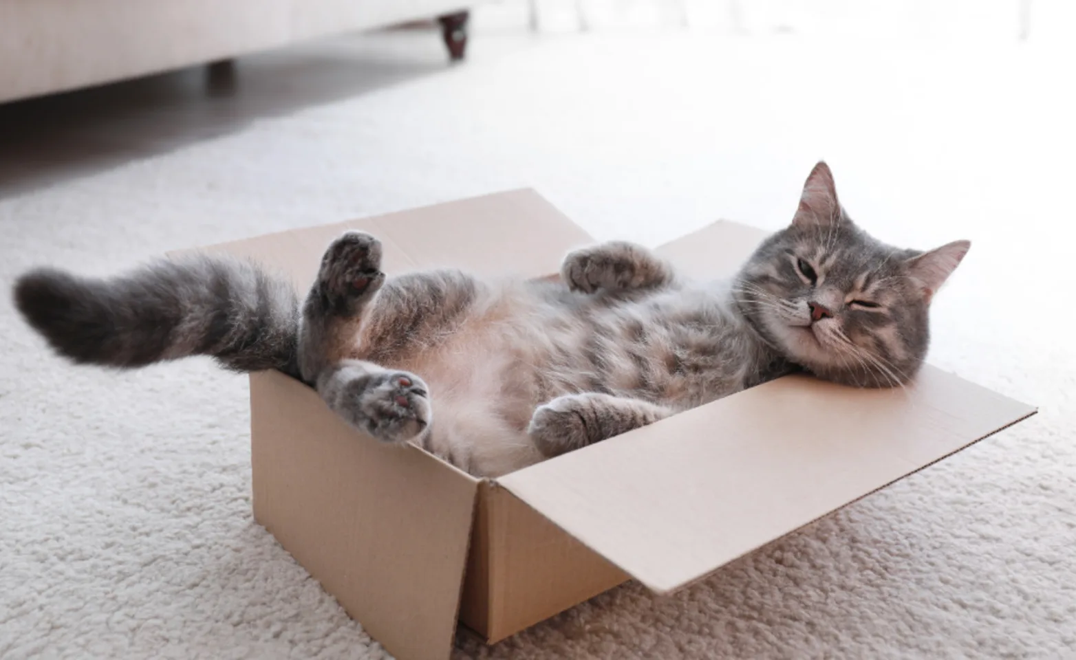 A Gray Cat Lying in a Cardboard Box