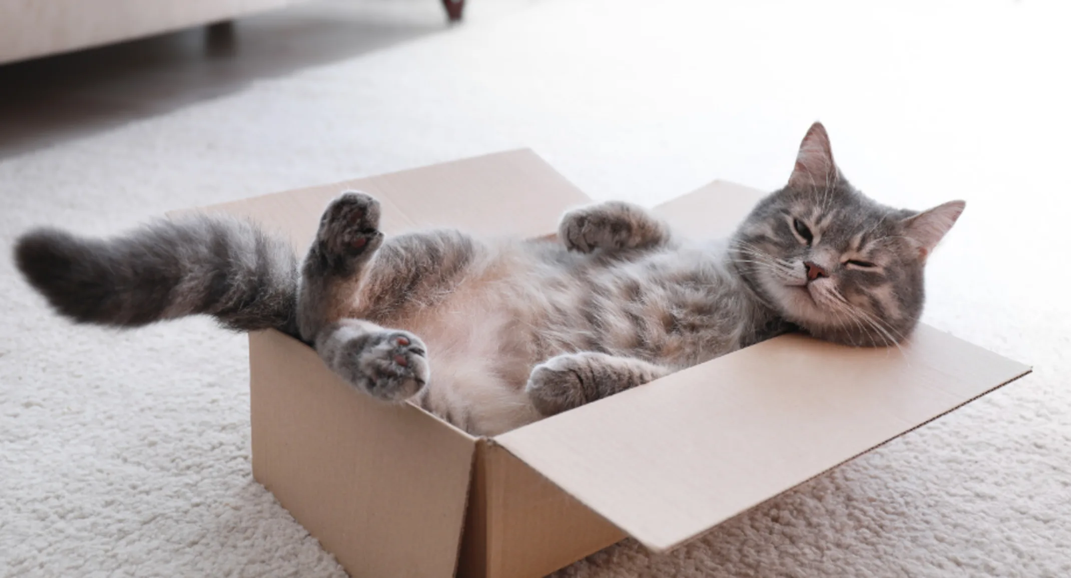 A Gray Cat Lying in a Cardboard Box A Gray Cat Lying in a Cardboard Box