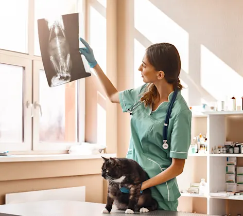 Doctor holding a cat in one hand and lifting an X-ray result on the other