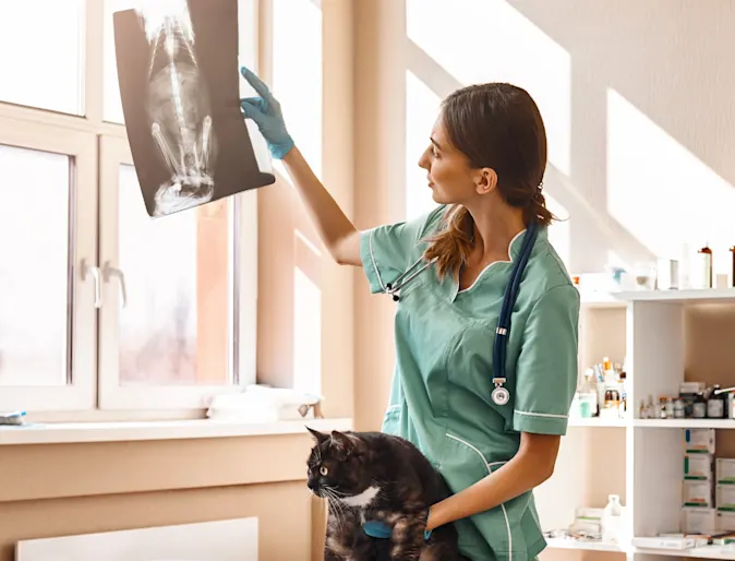 Doctor holding a cat in one hand and lifting an X-ray result on the other